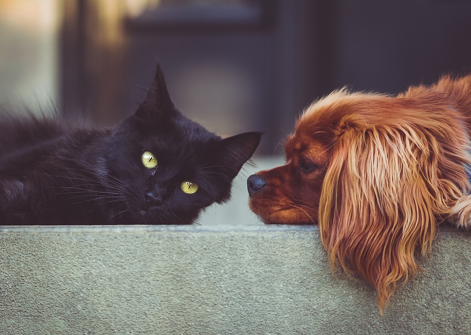front/sources/img/accueil_king-charles-chat-noir.jpgAlt